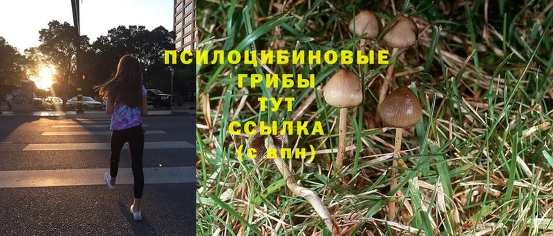 Псилоцибиновые грибы Psilocybine cubensis  купить наркоту  Белозерск 